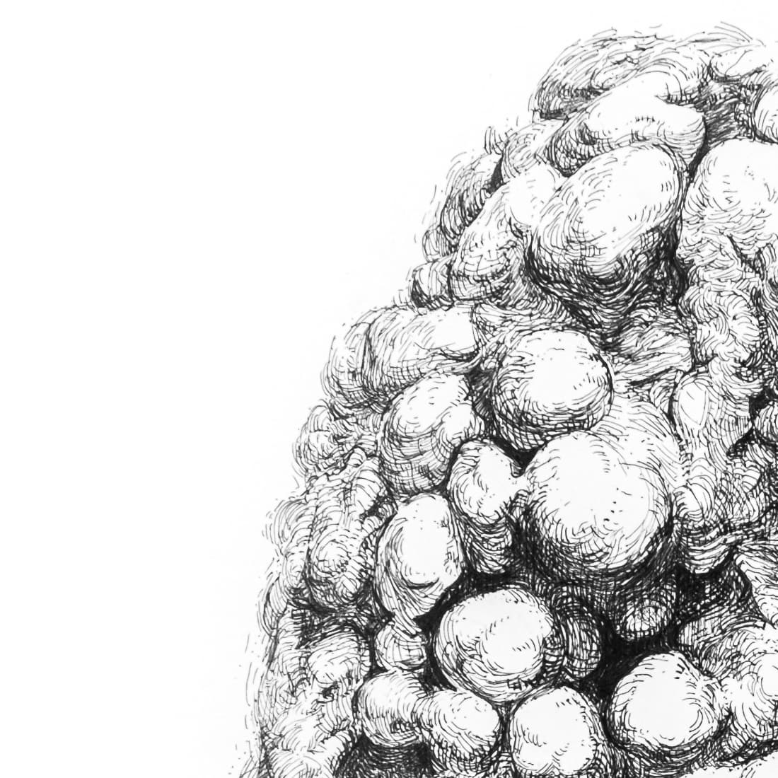 little coral closeup 1