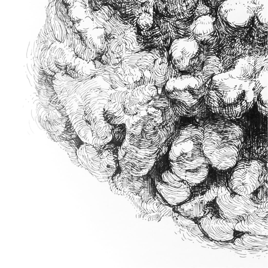 little coral closeup 3