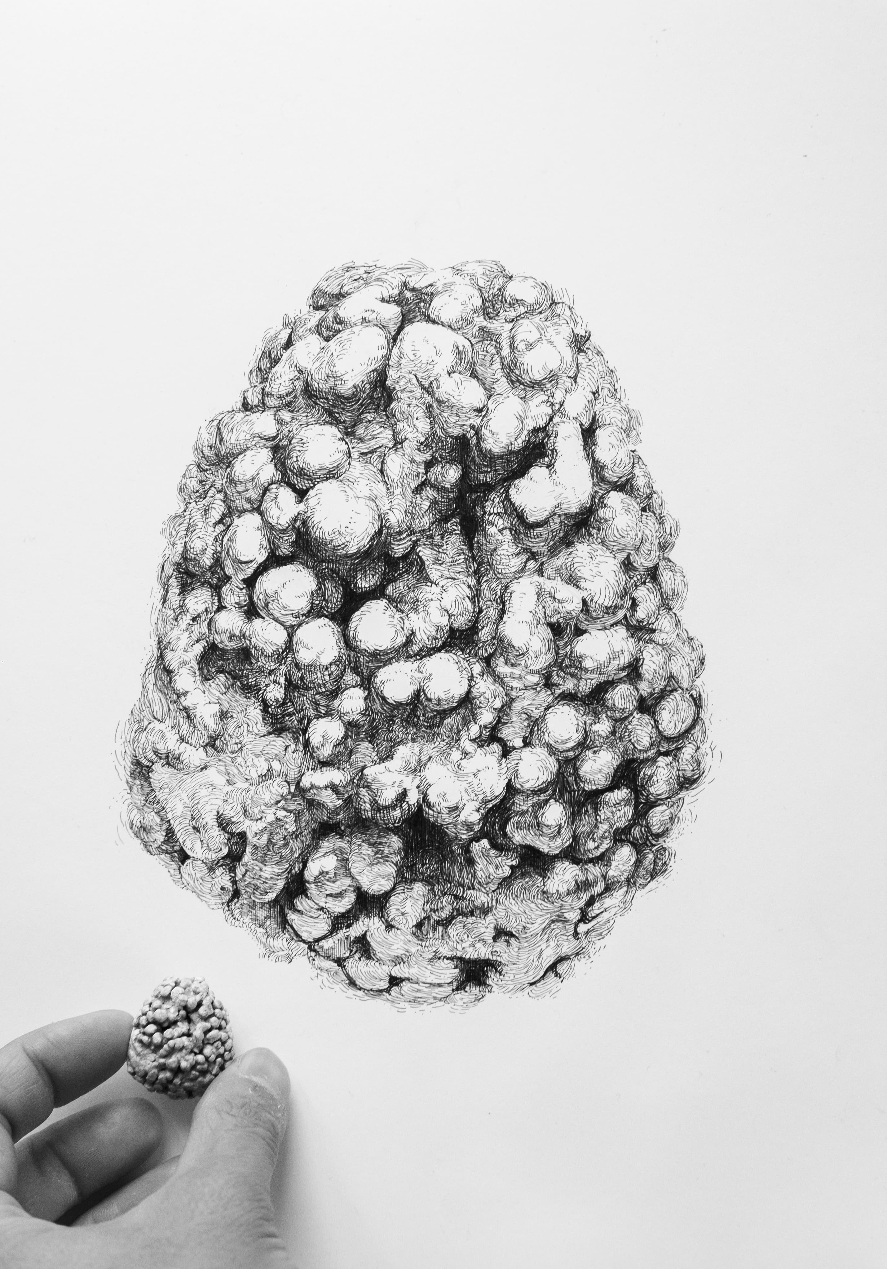 little coral scale comparison